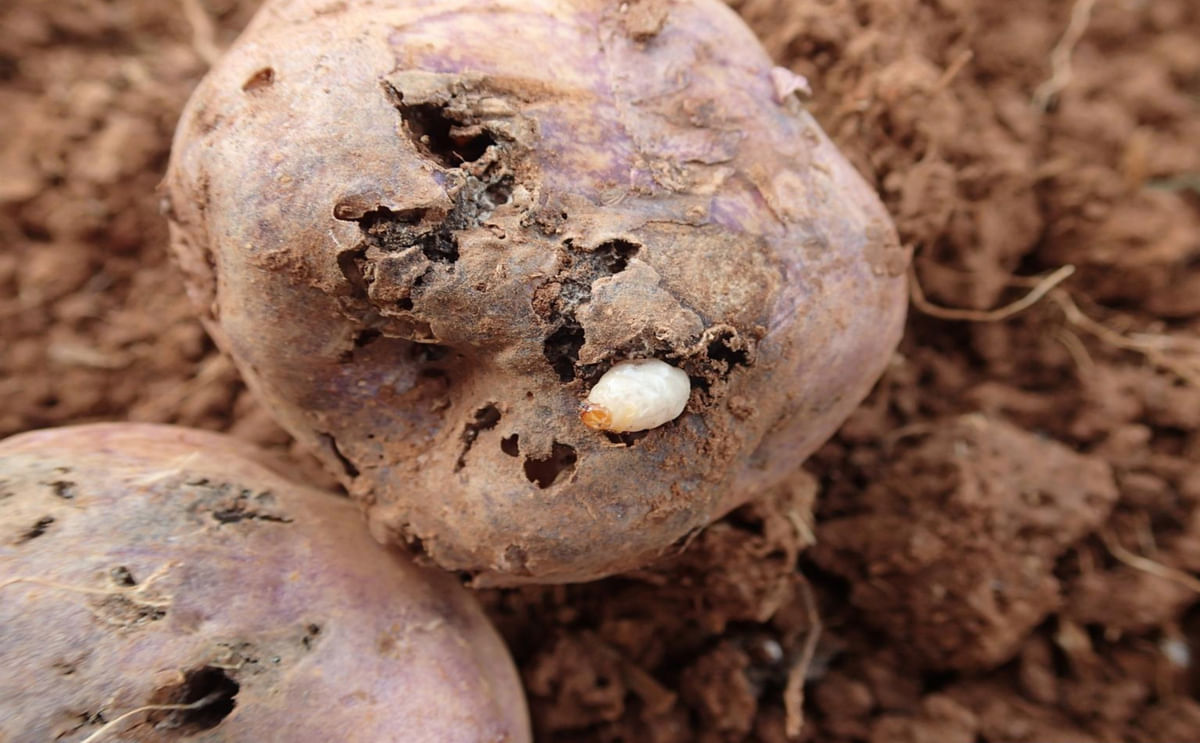 Damage to potato tubers caused by Andean potato weevil larvae.