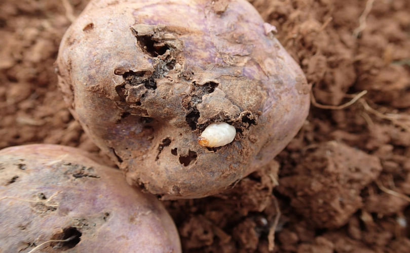 Damage to potato tubers caused by Andean potato weevil larvae. Damage to potato tubers caused by Andean potato weevil larvae.