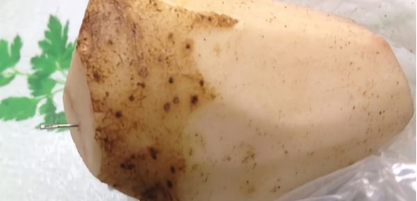 Market for Prince Edward Island Potatoes holding strong despite needle-scare