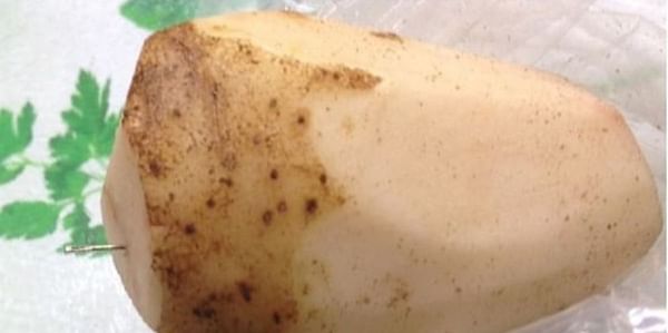 Sewing needles lodged in potatoes at Prince Edward Island french fry plant