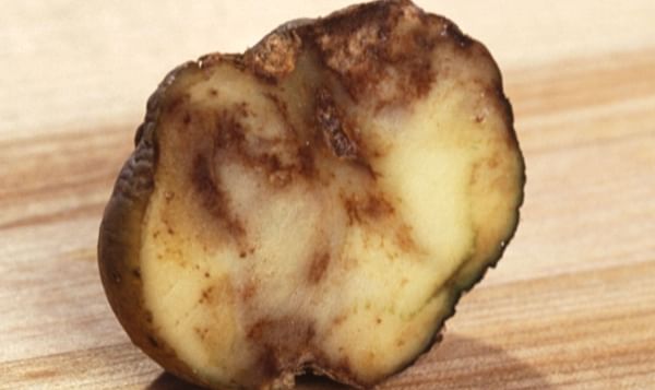 Potato affected by late blight (ARS)