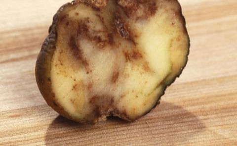 Alberta takes up fight against late blight Alberta takes up fight against late blight