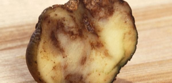 Potato affected by late blight (ARS)