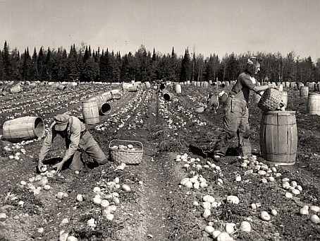 Potato Break in New Brunswick in the old days (1946) Source: Provincial Archives of New Brunswick   