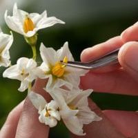 British potato breeding changing focus
