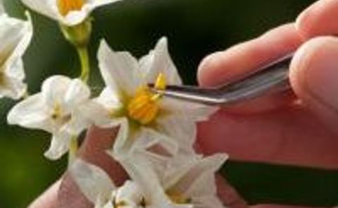 British potato breeding changing focus British potato breeding changing focus