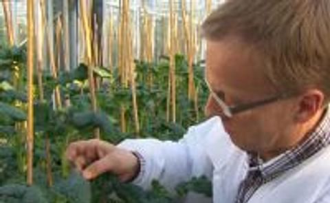 Discovery of genetic mechanism allowing potato cultivation in northern latitudes Discovery of genetic mechanism allowing potato cultivation in northern latitudes