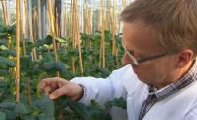 Discovery of genetic mechanism allowing potato cultivation in northern latitudes