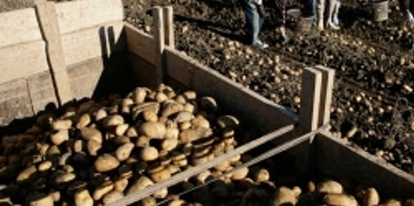 Export of fresh potato crop from Pakistan likely to expand
