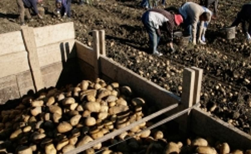 Export of fresh potato crop from Pakistan likely to expand