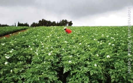 Cultivo de papa en Mozambique, Cortesía: CIP 