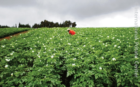 Cultivo de papa en Mozambique, Cortesía: CIP  