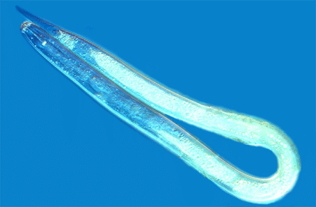 Juvenile golden nematode, about 1/2 mm long. Courtesy: ARS  
