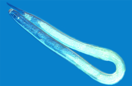 Juvenile golden nematode, about 1/2 mm long. Courtesy: ARS Juvenile golden nematode, about 1/2 mm long. Courtesy: ARS