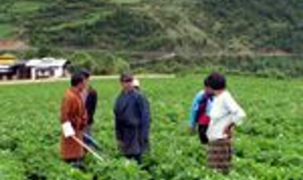  Potato farmers growing seed potatoes in Bhutan