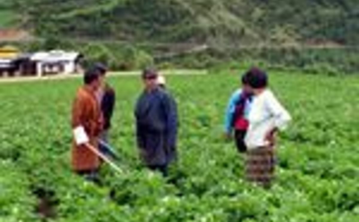 Potato farmers growing seed potatoes in Bhutan Potato farmers growing seed potatoes in Bhutan
