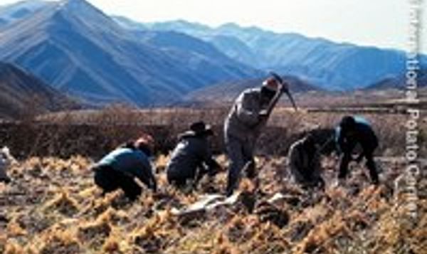  Potato farmers in the Andes