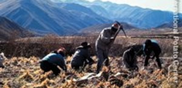  Potato farmers in the Andes