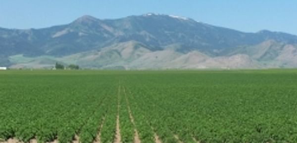 Good year expected for Bulgarian potato farmers, despite irrigation issues