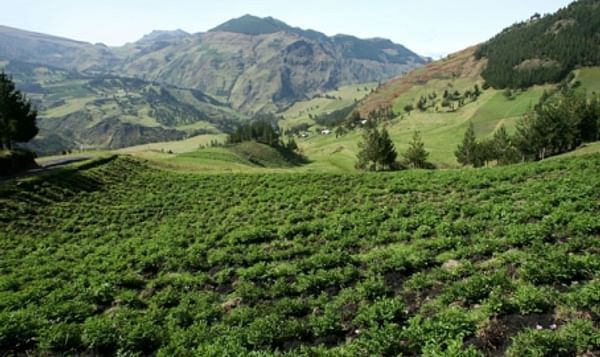  potato fields in the andes