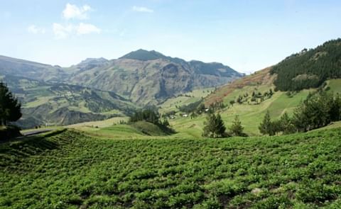 Virus successful bio-insecticide against Guatemalan Potato Moth Virus successful bio-insecticide against Guatemalan Potato Moth