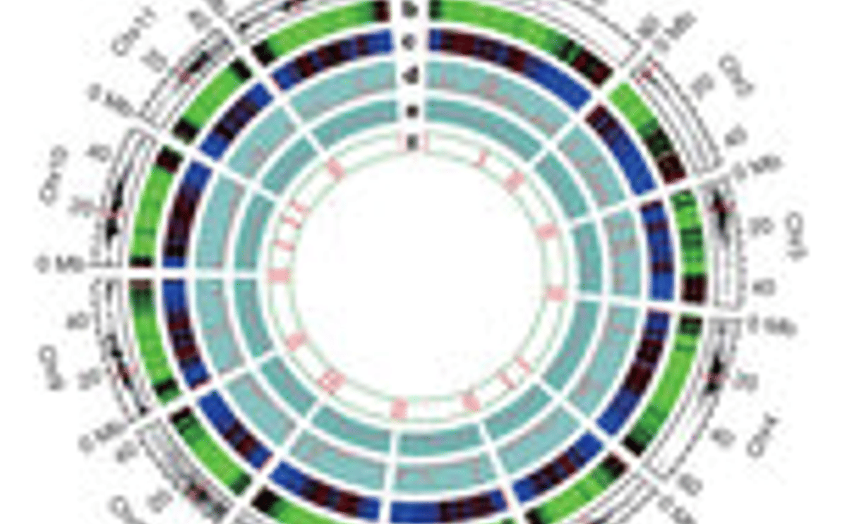 Genoma de la papa Genoma de la papa