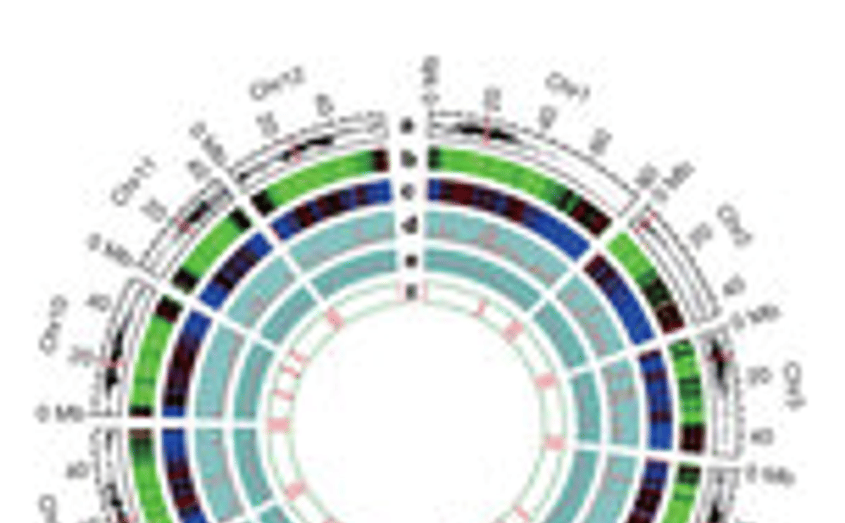 potato genome potato genome