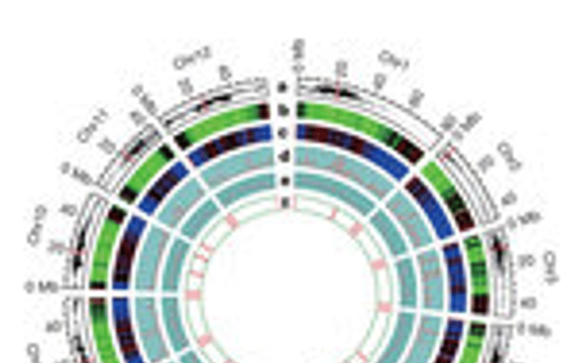 Potato genome Potato genome