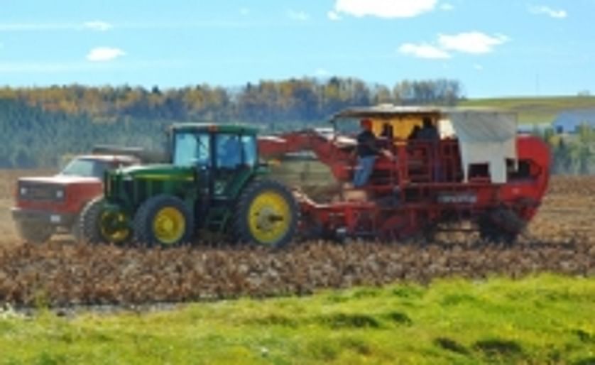 Potato harvest in full swing in Maine's Aroostook County