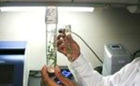 RNA silencing project aims to reduce plant virus clean-up time from one year to far less RNA silencing project aims to reduce plant virus clean-up time from one year to far less