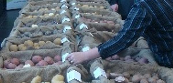  Fredericton Potato Research Centre potato display