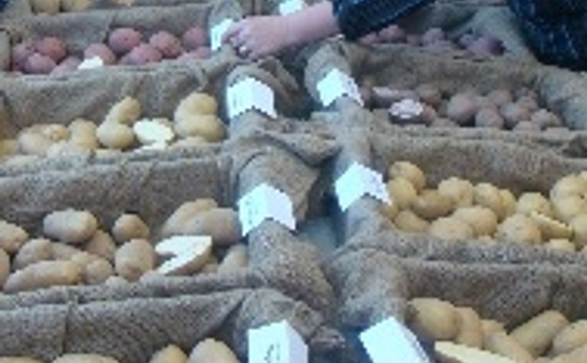  Fredericton Potato Research Centre potato display