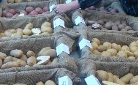 Fredericton Potato Research Centre potato display Fredericton Potato Research Centre potato display