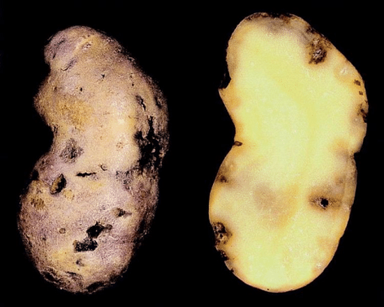 Potato rot nematode (Ditylenchus destructor)  