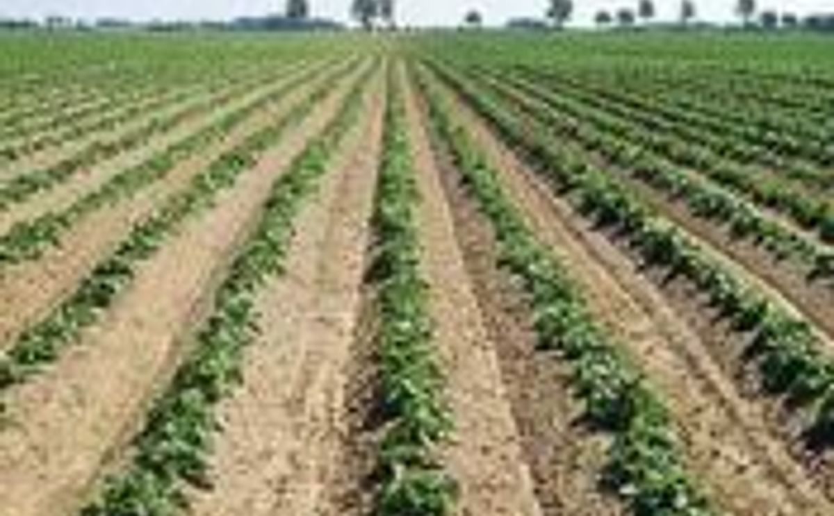 KMC expects 'below normal' potato starch availability to continue after harvest 2011