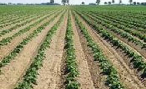 KMC expects 'below normal' potato starch availability to continue after harvest 2011 KMC expects 'below normal' potato starch availability to continue after harvest 2011