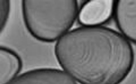 China extends anti-subsidy probe on EU potato starch China extends anti-subsidy probe on EU potato starch