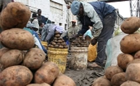 New Plan to revive potato farming in Kenya New Plan to revive potato farming in Kenya