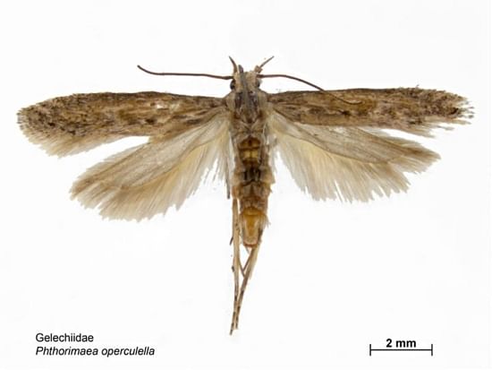 Potato Tuber Moth (Potato Tuber Worm) (Phthorimaea operculella)