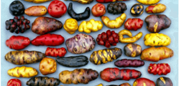 Native Potato varieties