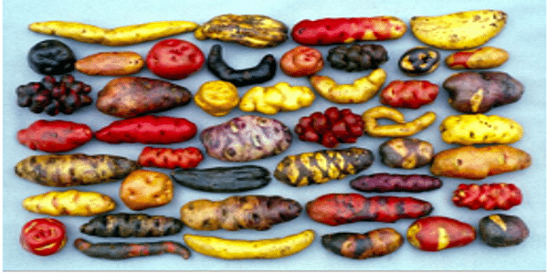  Native Potato varieties