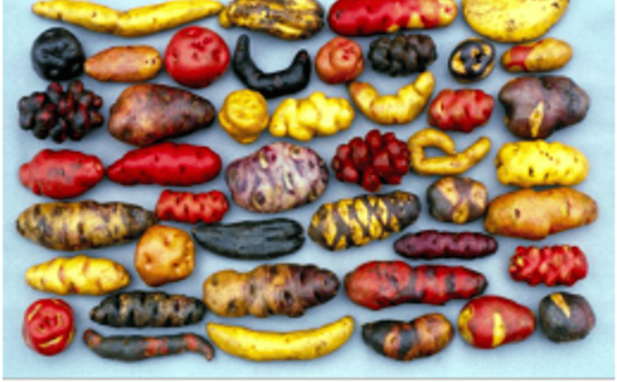 Native potatoes Native potatoes