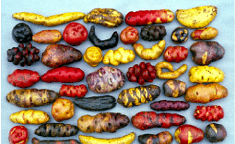 Save a native potato: become a 'Hero for life' Save a native potato: become a 'Hero for life'