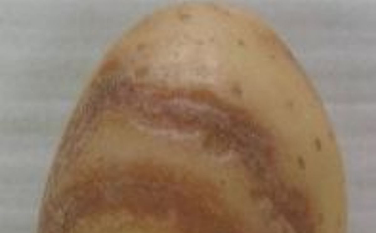 Australia: Stop Potato Virus Y by using certified seed only