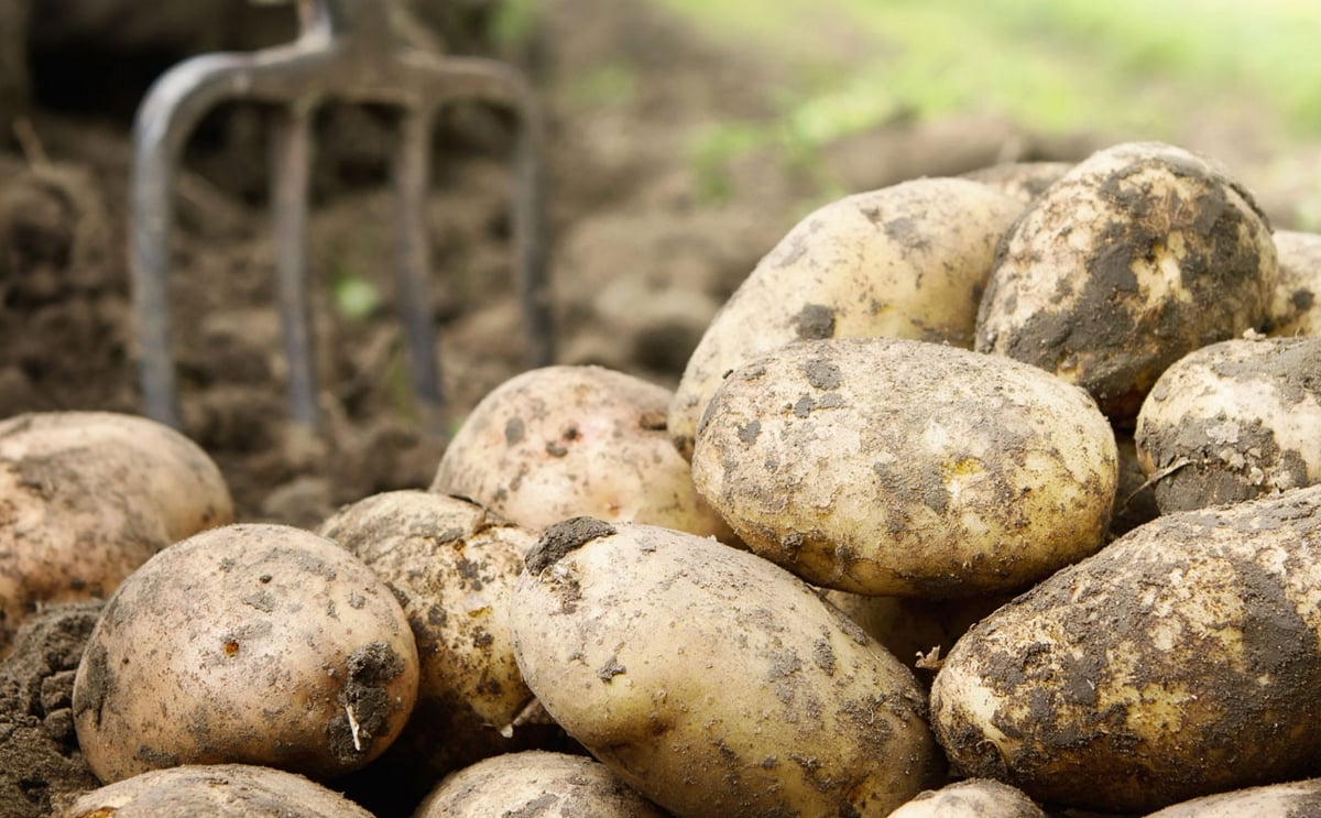 Irish Farm Center Potato Market Update for March 2020 Irish Farm Center Potato Market Update for March 2020
