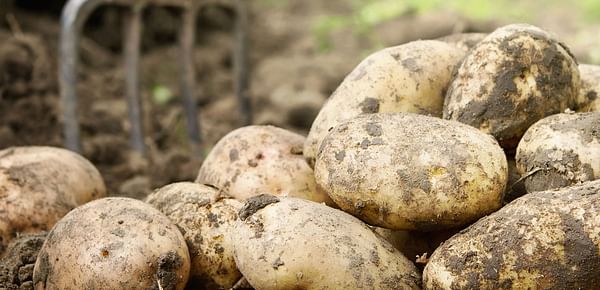 Irish Farm Center Potato Market Update for March 2020