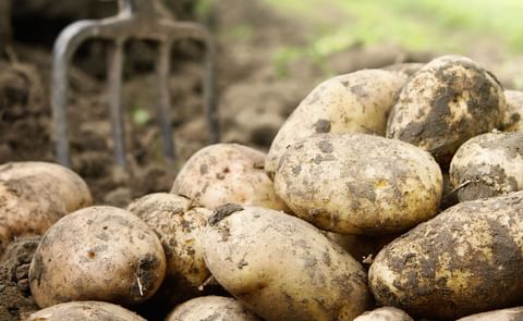 Domestic Potato Market Report Ireland Domestic Potato Market Report Ireland