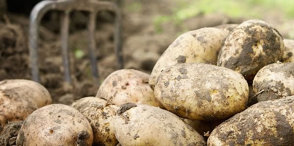 Domestic Potato Market Report