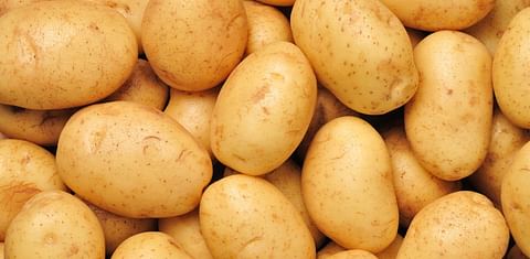 Potato-growing trial uncovers big savings