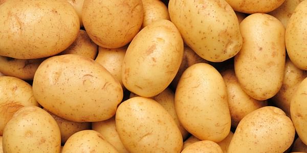 Potato-growing trial uncovers big savings
